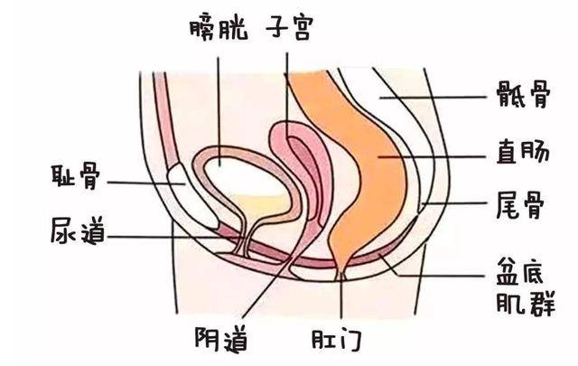 盆底肌像一张吊床,承托着盆腔内的器官,像膀胱,子宫,直肠,y道等