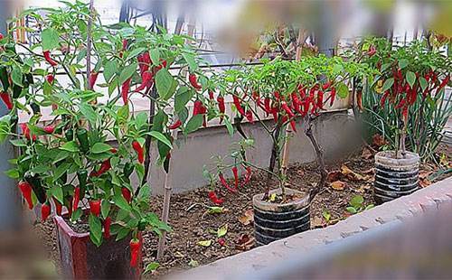 阳台种辣椒3步养成辣椒树挂果几十个种3棵吃一年