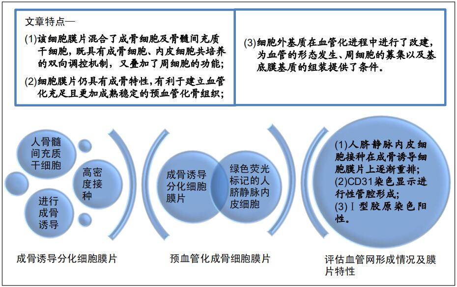 人骨髓间充质干细胞复合人脐静脉内皮细胞构建预血管化成骨细胞膜片