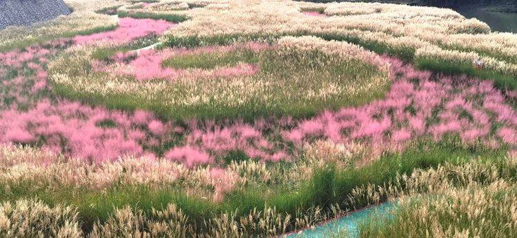 怎么描述秋天的粉黛乱子草 de5ddd36c9f44f49a436c8e70d0f4eb6.jpeg