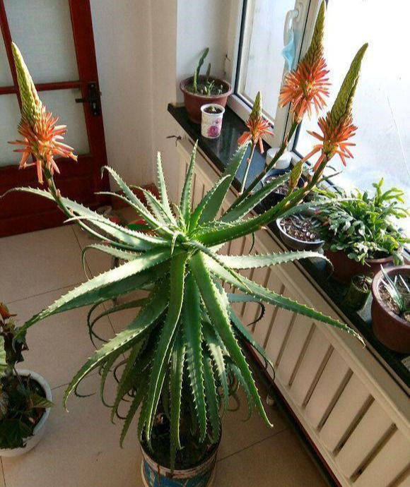 芦荟养3年,窜出大花箭,记住4要点,年年开满"富贵花"_手机搜狐网
