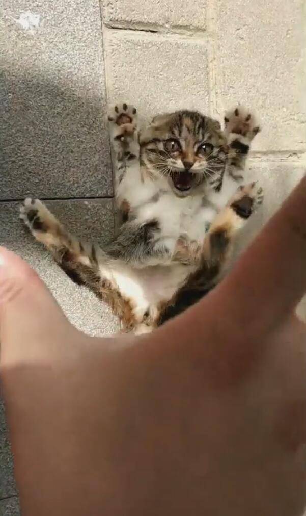 主人伸开手抓猫,小猫张牙虎爪,表情夸张让主子笑喷!