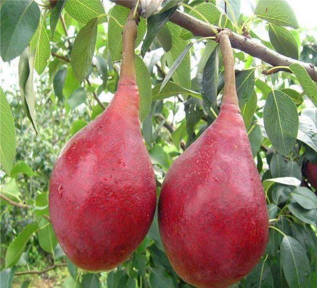 祛斑|常吃3物，滋养肌肤，美容祛斑，显著提高免疫力想长寿要会吃