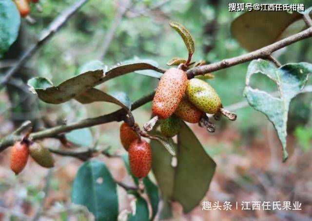 奇异水果羊奶果,美味多汁饱满诱人,想要种植好就看过来吧