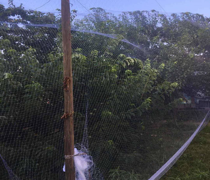 果园防鸟网最好的果园防鸟方法