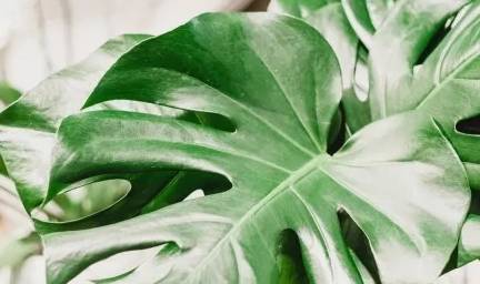 龟背竹水培怎么长得快点 710314db30ae493a8c112a8fd02f507f.jpeg