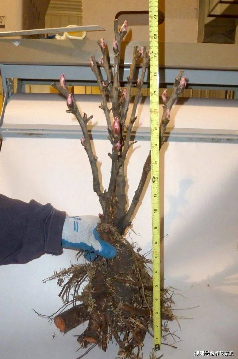 将牡丹花的根茎嫁接在芍药的强壮根系上面,一旦发现牡丹花根茎底部