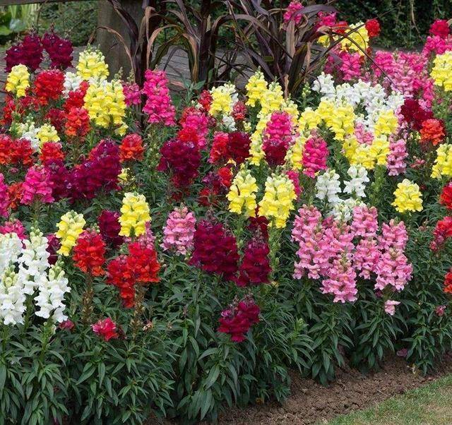 怎么养金鱼草 85af09d7e861475c9d92e438c351bbbd.jpeg