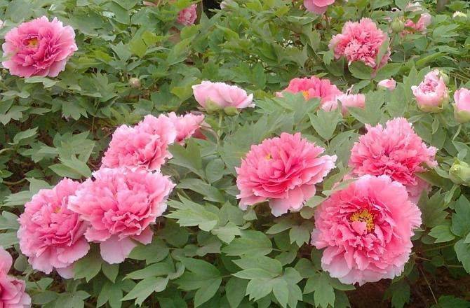 开花最大的牡丹花 9984baaaedc746eb88603dbcb0193d37.jpeg