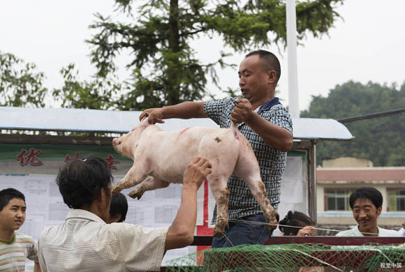 梦见抓猪崽是什么意思