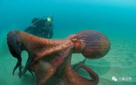 长约5米,重约40公斤,虎视眈眈看着摄影师_巨型章鱼