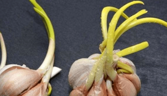 蒜头怎么发蒜苗 2181fcb1b54c4118ad80bff11667b44c.png