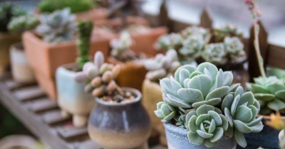 多肉植物怎样养才能活得更长久 56c79068db9f4462bb45ac9843cf3966.jpeg