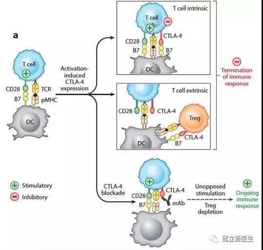 肿瘤免疫治疗的作用原理,肿瘤与免疫系统不得不说的故事!