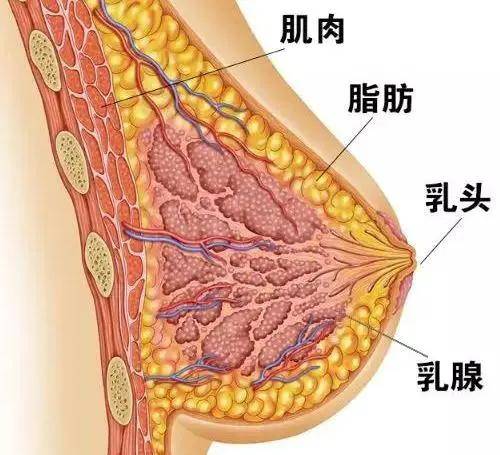 女人的胸真能被男朋友一手带大吗