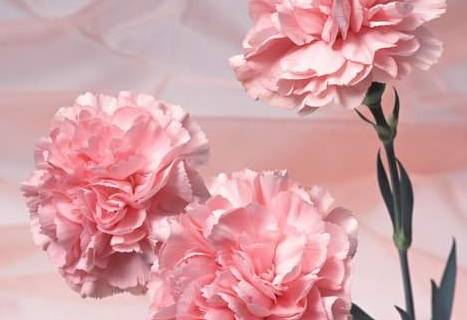 零食|没事吃点“零食”,一月一次,花开盆盆红养盆“康乃馨”