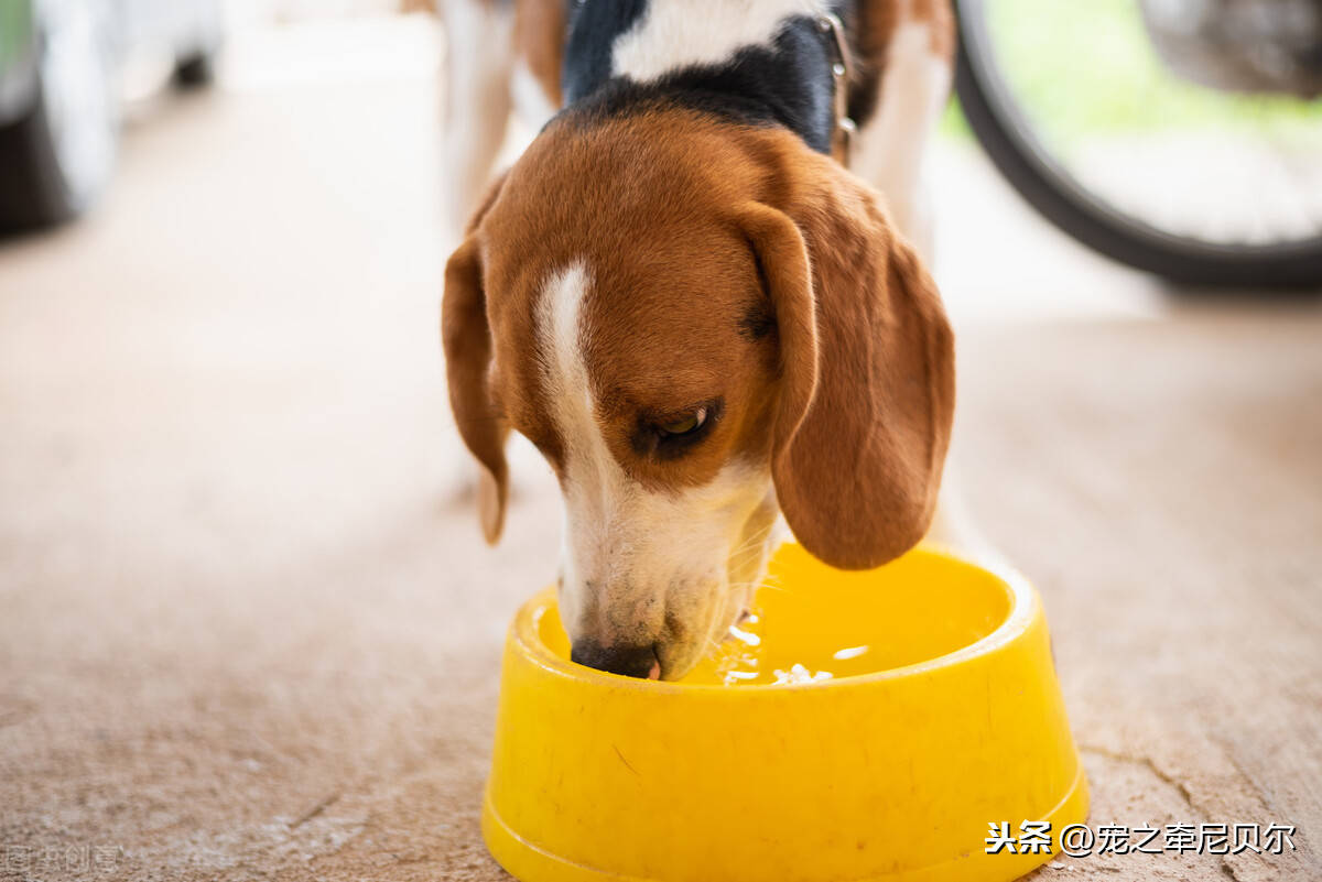 狗不爱喝水怎么办