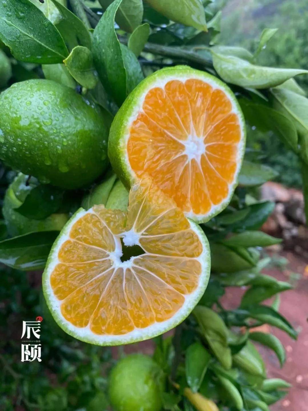 辰颐物语:云南青皮蜜橘酸甜可口,脆爽汁多,好吃的忘不