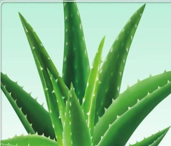 如何种植芦荟的方法 24c6c05cc93146969aaf82ab94f1cf4a.jpeg