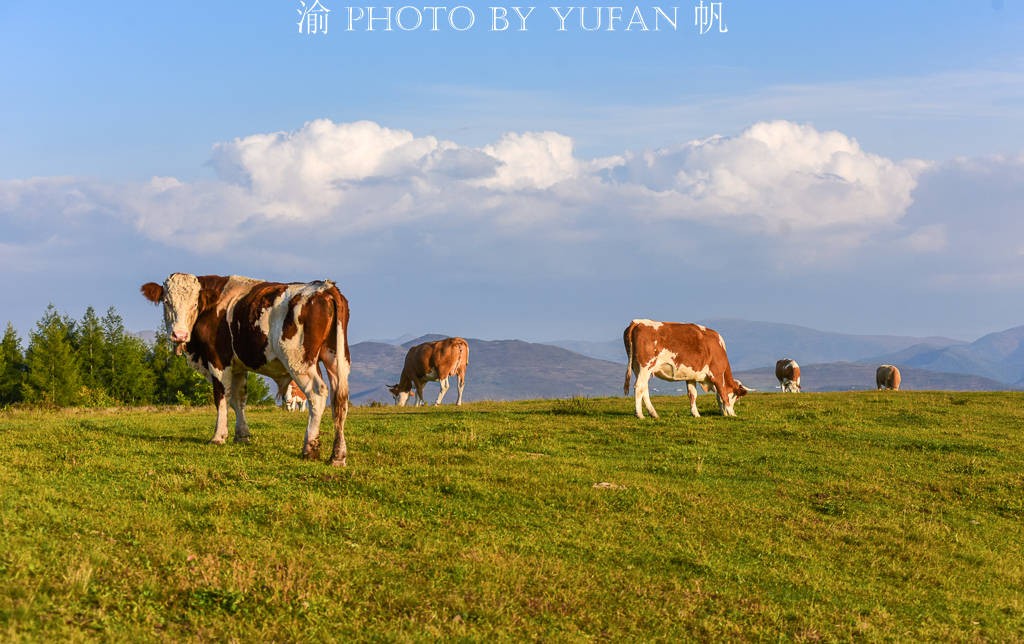中朝边境发现一片高山草原，牛羊成群美如画