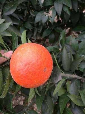米哈亚柑橘简介及特点分析