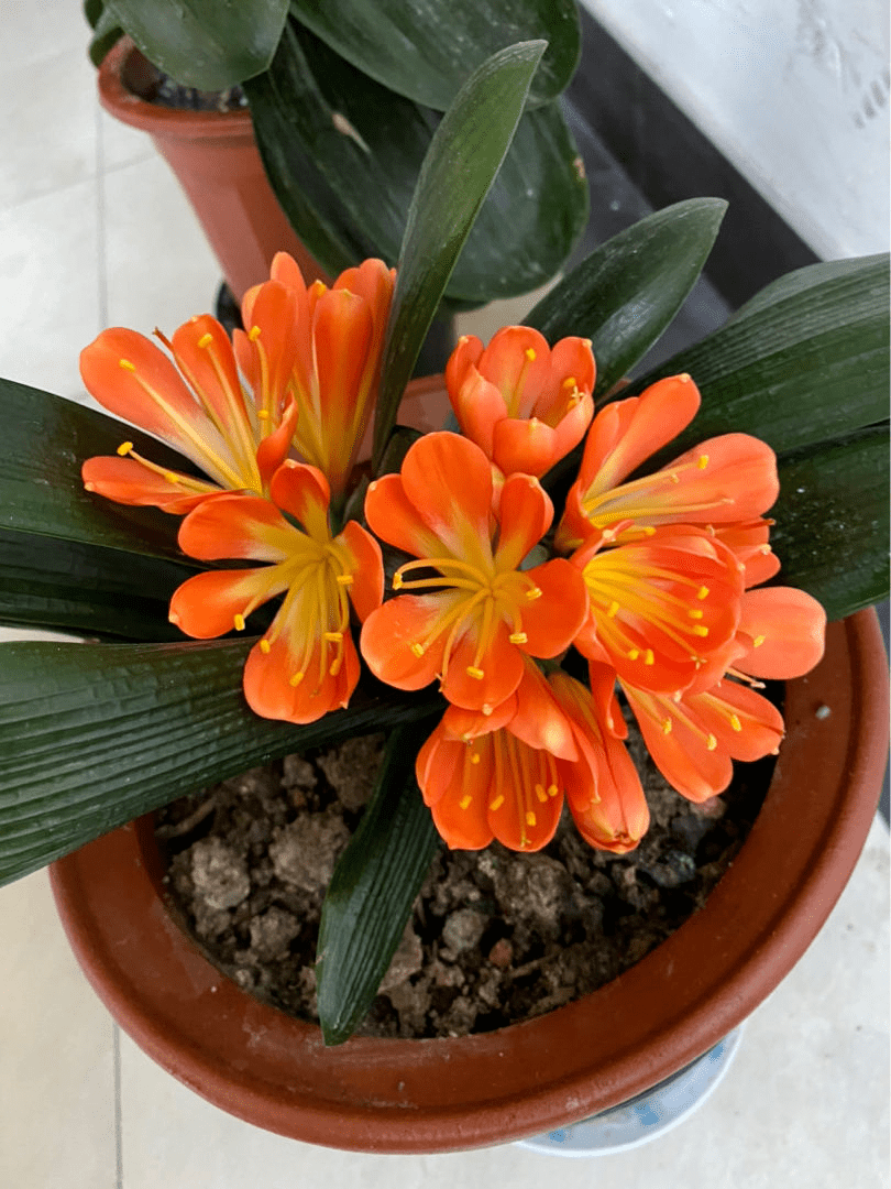 在网上如何买到君子兰 824a9d7889ef4e4ea3e7b8ba4839f480.png