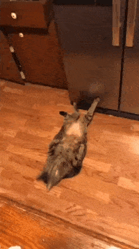 小女孩霸气当妈,小奶猫从此有了守护神!