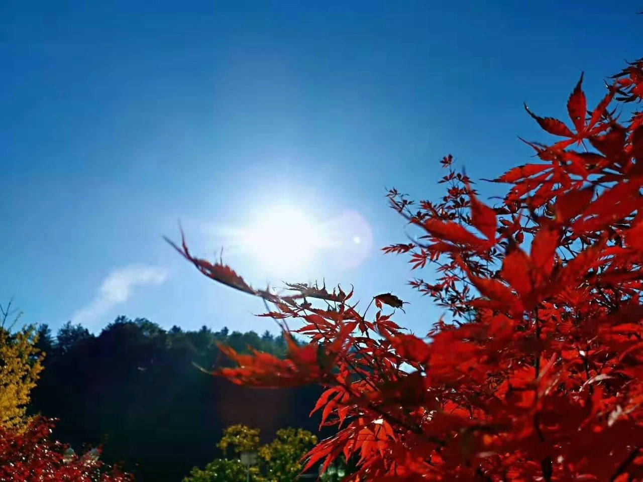 陕西旅游|乘着热气球鸟瞰黎坪红叶胜境 吃着板栗逛游木王秦岭金秋