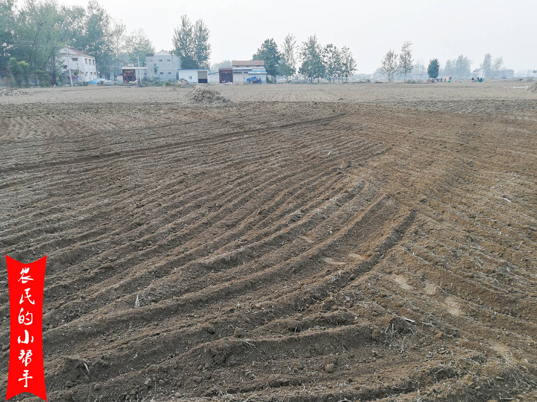 什么时间种小麦河南最合适 d1d288fc44804cb8a9f4d1724bdc1ab6.jpeg