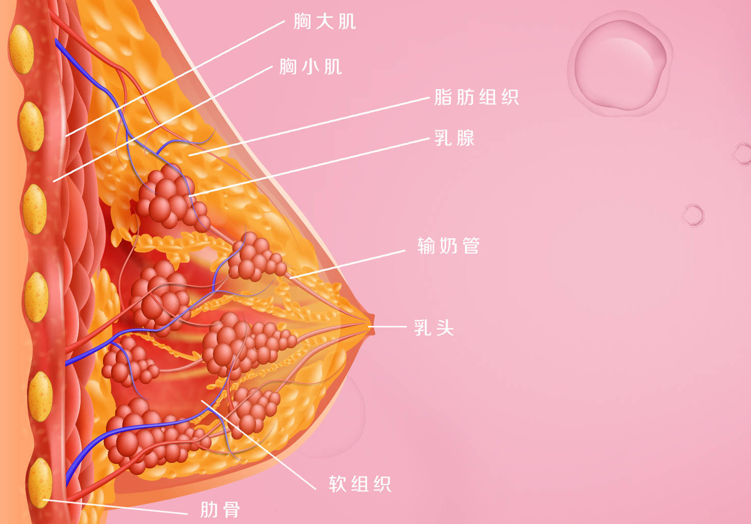 乳房由乳腺,70%脂肪组织和纤维组织肌肉组成 乳房在胸壁的肋骨上