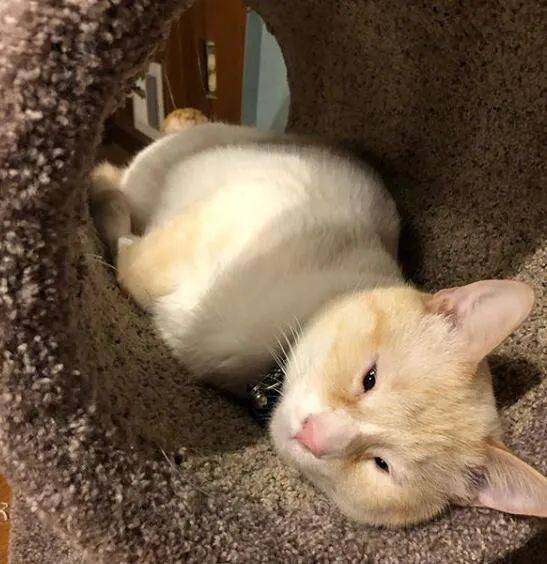一只笨鼠养的猫 2383786f589641928b9c30feae71cdfc.jpeg