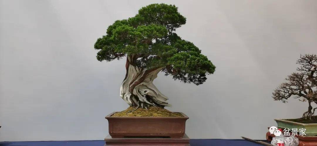 盆景排行_读“中国盆景在世界盆景中的痕迹”一文所想到