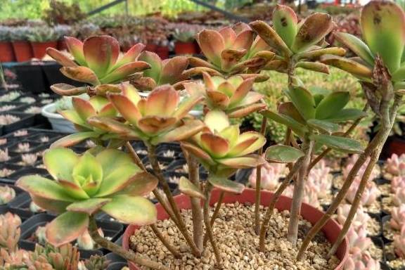 多肉叶插多久可以长成一株 87775dba2578486ba3efa3ab8efb91f0.jpeg