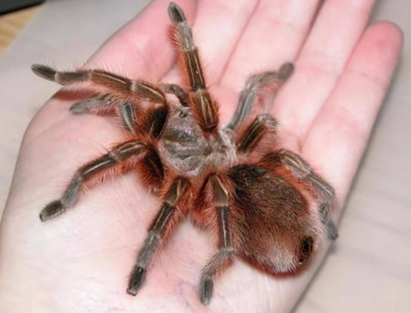 蜘蛛是很奇怪的物种有人喜欢还有人怕的要死常见宠物蜘蛛介绍