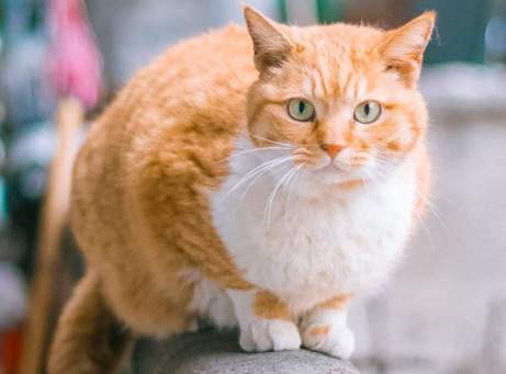有哪些好养的猫咪 96edf6db4b7c4e0fa6c21330d5bd5d42.jpeg