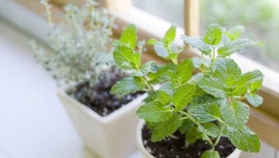 哪些花卉会发芽 d330472d57b04439ae81baee33ebf103.jpeg