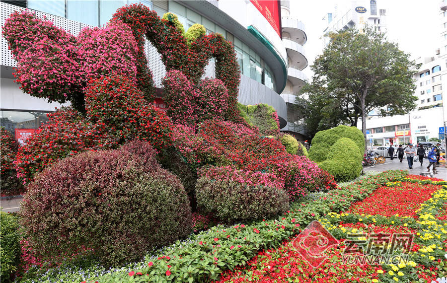 昆明:花团锦簇,国旗鲜艳喜迎国庆中秋"双节_花卉