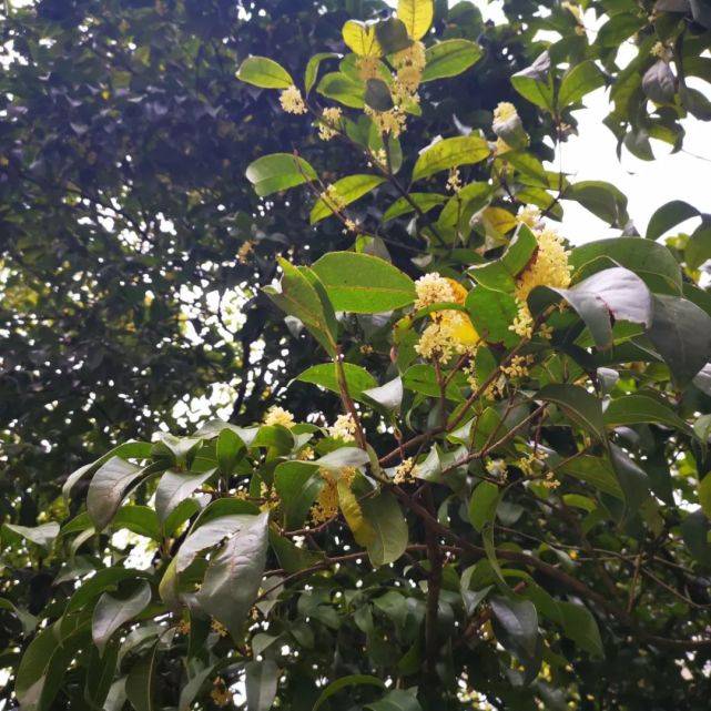 溢满香气,桂花树溢满香气,桂花树