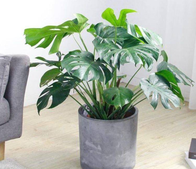 龟背竹怎么浇水最合适 c1544e70cecd4deca0e2df89a405754c.jpeg