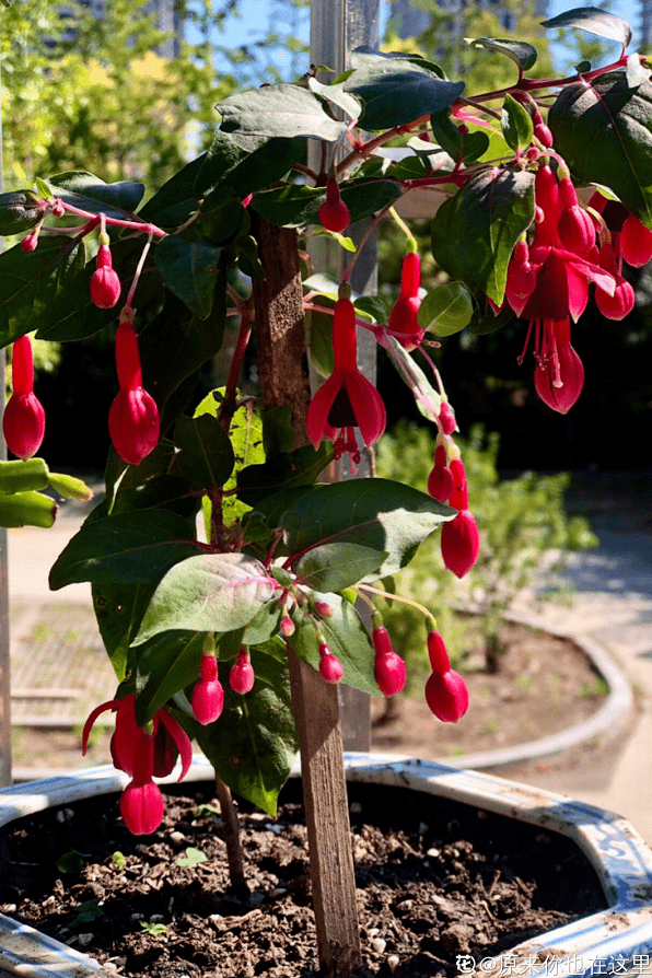 怎么养花才能养得好玫瑰花 05c8f0a8d2d44956bce20cf20f10f3fe.png