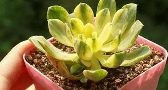 多肉种下多久可以浇水 5a9531a45f124166a2b5fb9d510c5eee.jpeg