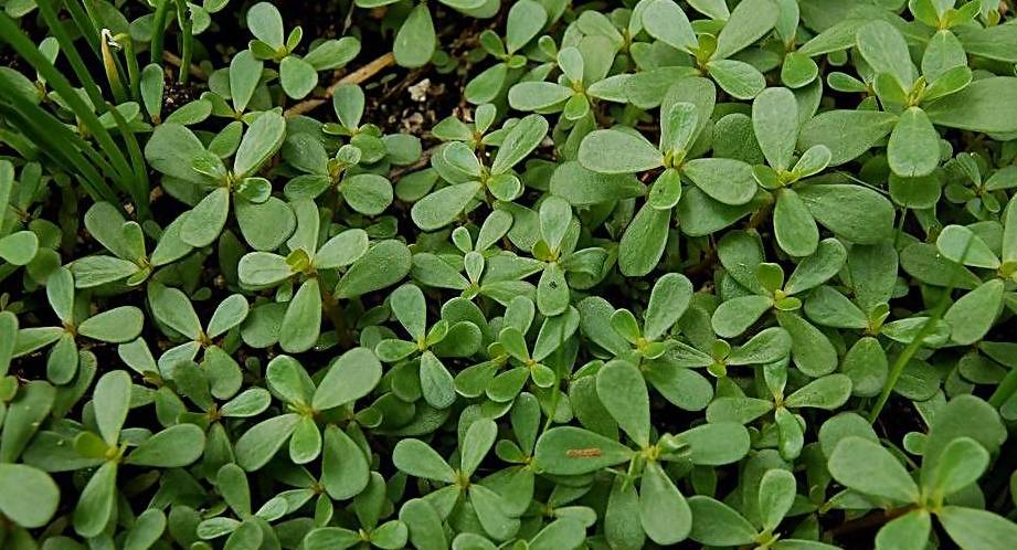 酸酸草的疗效 a6ad0e0b1f184e399575eb322920f5bb.jpeg