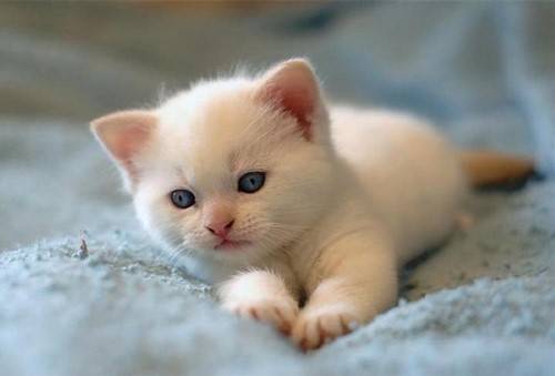 怎么看小猫多大年龄 bd684e50a9554f70a0a885af01cbb3e4.jpeg