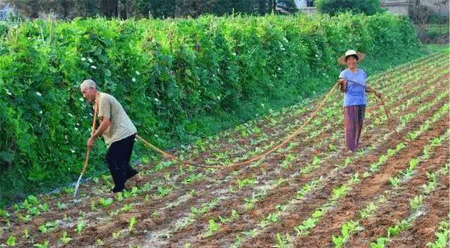 啥时候种地 745ba66102dd48d99a16e9864b3b4f38.png