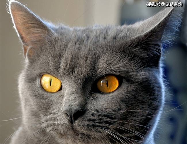 原创乖巧安静的卡特尔猫一旦调皮起来就是一个典型的搞怪表情包