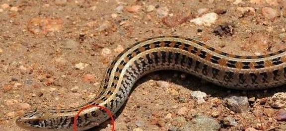 蛇是靠什么力量爬行的 e2e7a18a96c4492db3f9f7a15dac24a2.jpeg