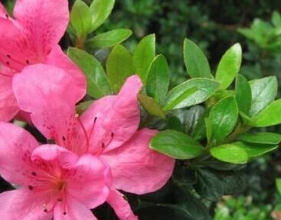 君子兰浇水的正确方法和时间 f18dd65e06c848a89ccbac4fd97cbf10.jpeg