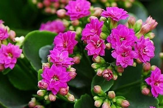 夏天种什么花秋天开花 a92f7c235f1b460c8690e457aeec54ac.jpeg