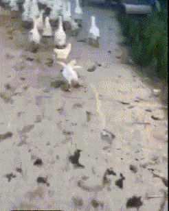 猜成语 兔子狗_看图猜成语(2)