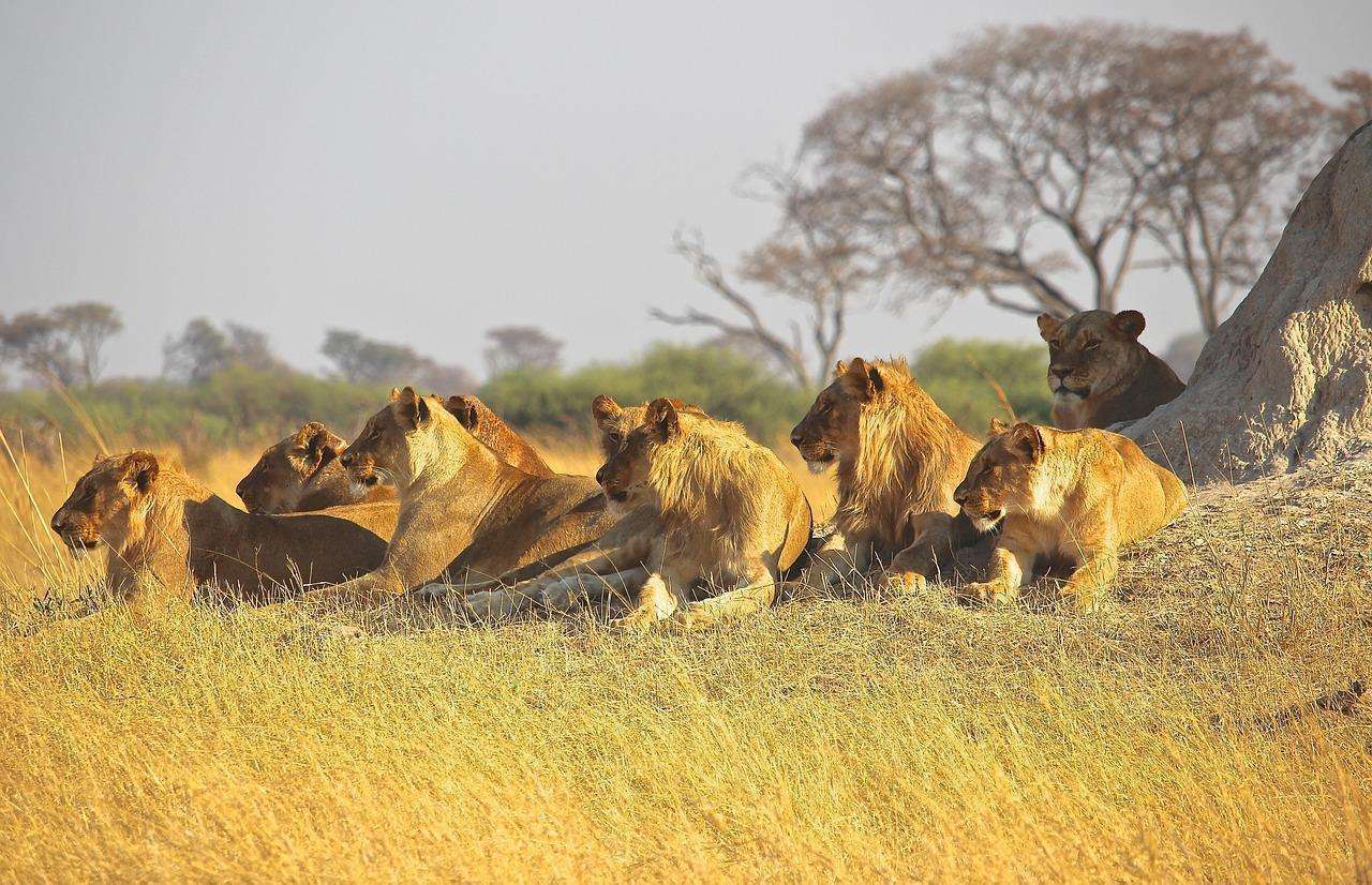 西南非洲狮或加丹加狮在草原交配. 在非洲绿草丛中的交配对 库存照片 - 图片 包括有 麻烦, 通配: 207513602
